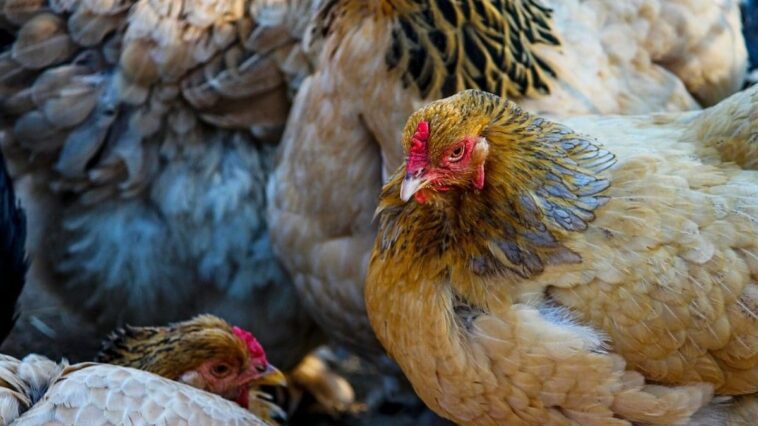 Pourquoi les autorités européennes sont inquiètes au sujet de la contamination croisée de la grippe aviaire 1 Immagine