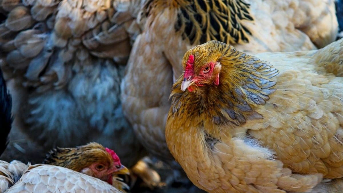 Pourquoi les autorités européennes sont inquiètes au sujet de la contamination croisée de la grippe aviaire 20 Immagine