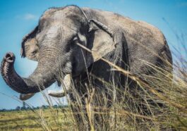 Un éléphant asiatique (Elephas maximus), l'une des trois espèces d'éléphants restantes, répertoriée sur la Liste rouge de l'UICN comme en voie de disparition / Photo : Pixabay