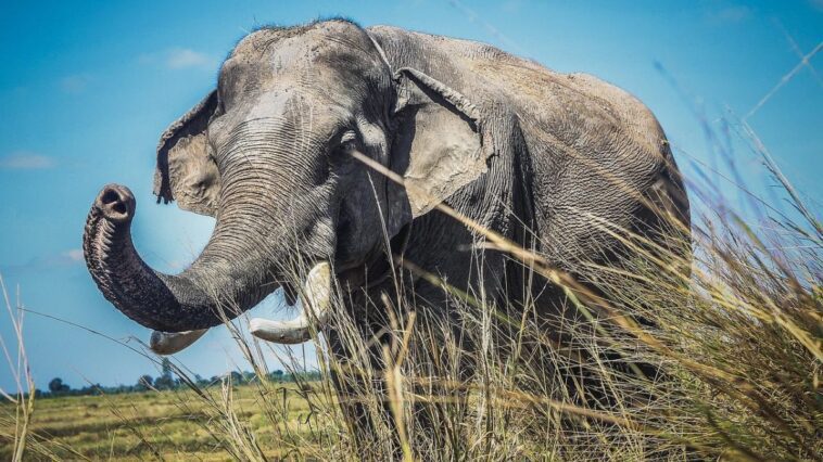 Qu'est-ce que le conflit homme-éléphant et pourquoi ça représente une grave menace 1 Un éléphant asiatique (Elephas maximus), l'une des trois espèces d'éléphants restantes, répertoriée sur la Liste rouge de l'UICN comme en voie de disparition / Photo : Pixabay