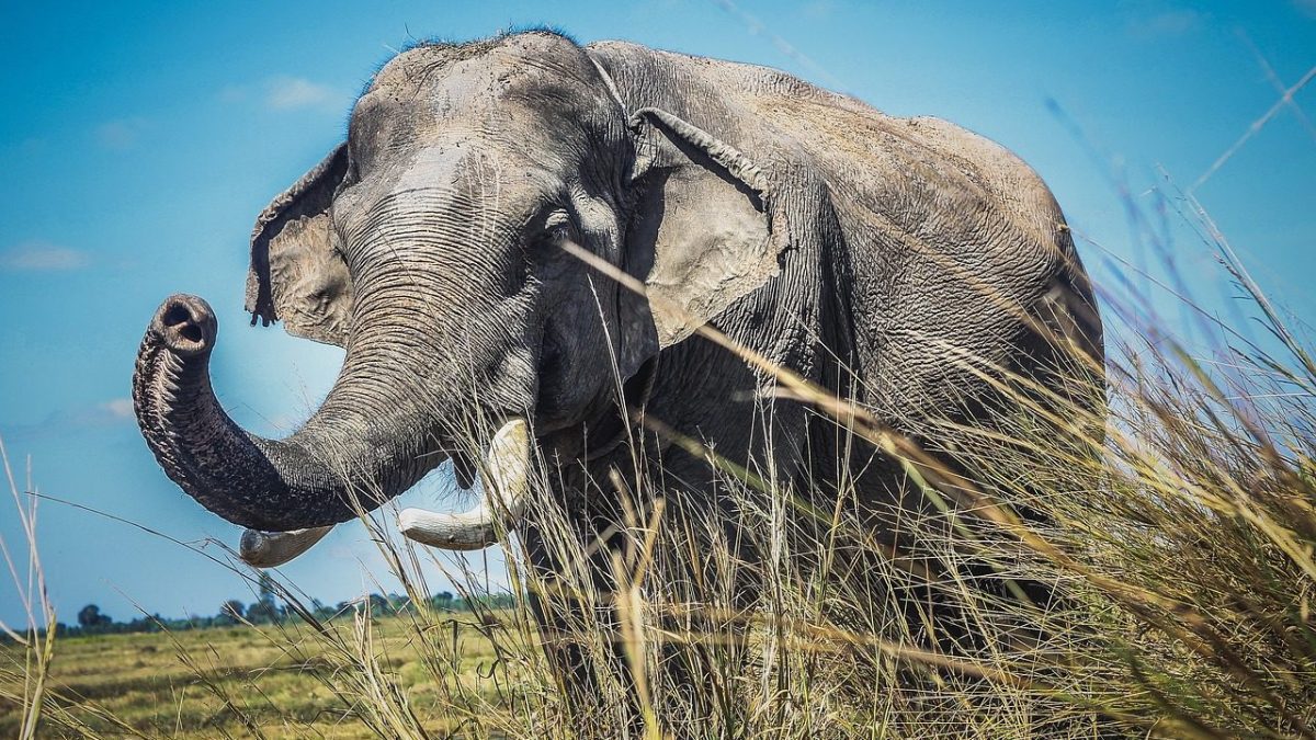 Qu'est-ce que le conflit homme-éléphant et pourquoi ça représente une grave menace 2 Un éléphant asiatique (Elephas maximus), l'une des trois espèces d'éléphants restantes, répertoriée sur la Liste rouge de l'UICN comme en voie de disparition / Photo : Pixabay