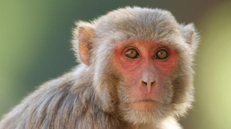 Qu'est-ce que le virus B des singes : comment se transmet-il à l'homme, quels symptômes provoque-t-il et comment le traiter 1 Un macaque rhésus. Crédit : wikipedia