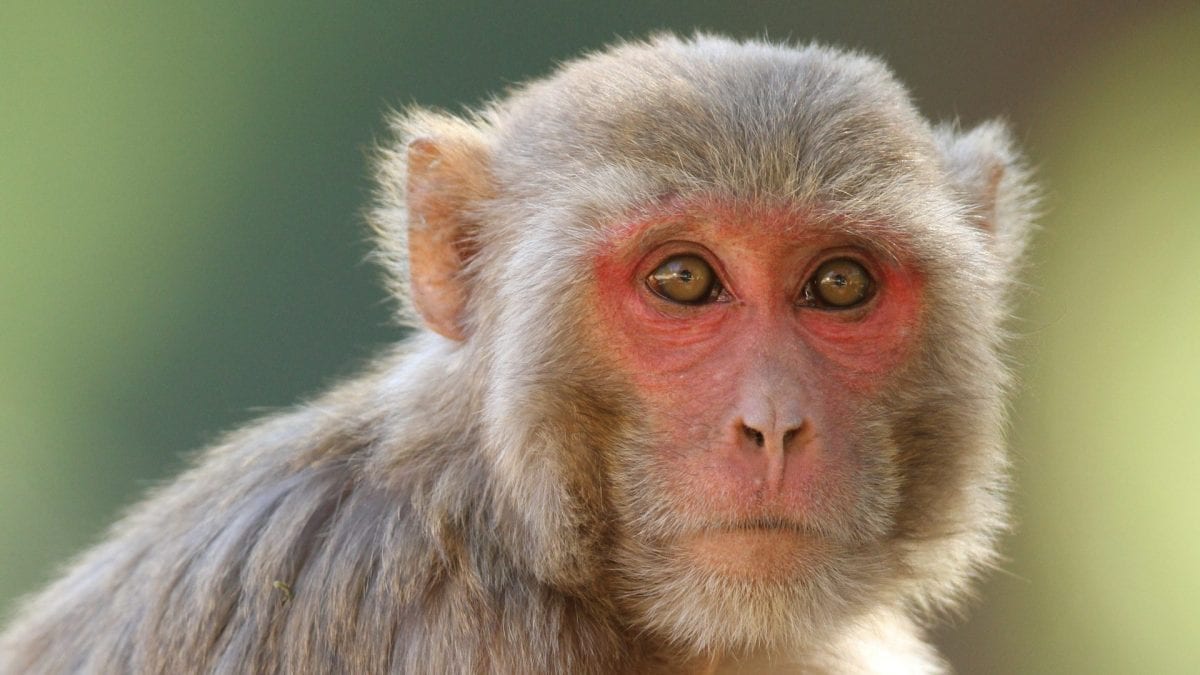 Qu'est-ce que le virus B des singes : comment se transmet-il à l'homme, quels symptômes provoque-t-il et comment le traiter 2 Un macaque rhésus. Crédit : wikipedia