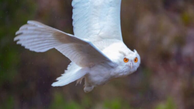 Voici Blanquita, le premier hibou royal blanc jamais vu : les images du magnifique rapace 1 Crédit: José Lacalle / Asociacion Ulula