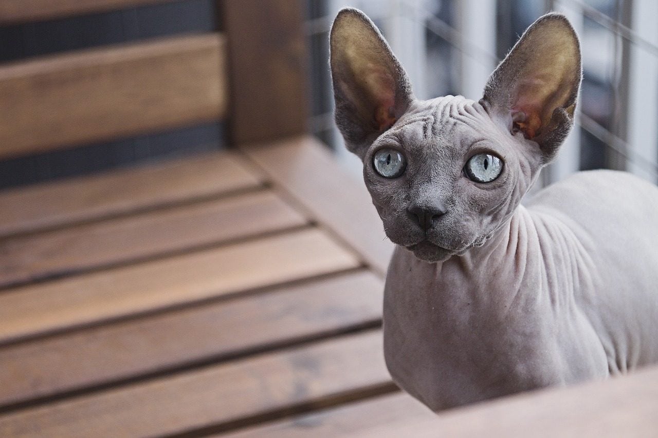 Quelles sont les races de petits félins qui vivent le plus longtemps 3 Sphynx