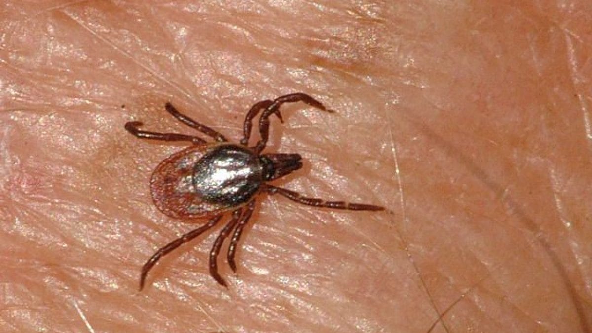 La tique Ixodes ricinus, l'une des espèces pouvant transmettre le virus responsable de l'encéphalite. Crédit : James Lindsey / Wikipédia