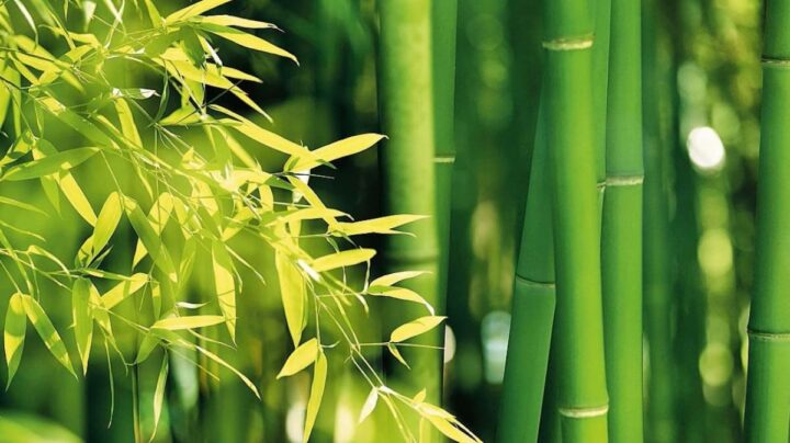 Des scientifiques chinois utilisent le bambou pour créer un verre transparent et résistant au feu 3 1715892265 939 Des scientifiques chinois utilisent le bambou pour creer un verre
