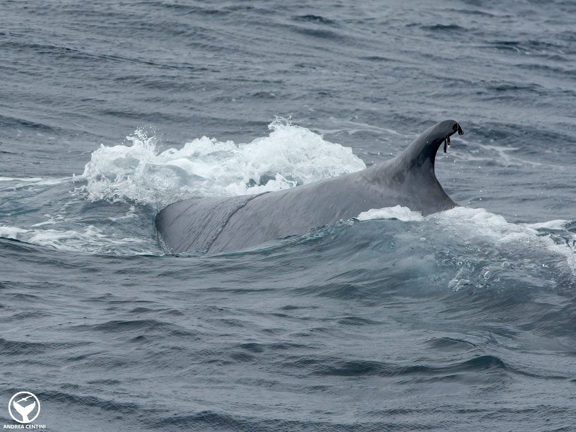 Baleine bleue. Crédit : Andrea Centini