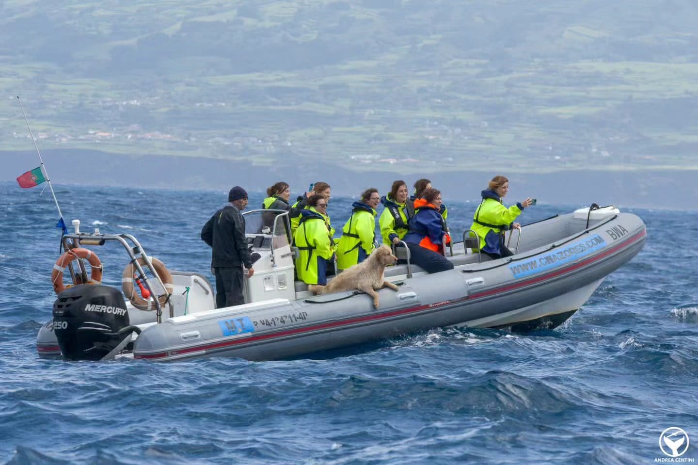 Pirata, le chien qui aime observer les baleines. Crédit : Andrea Centini