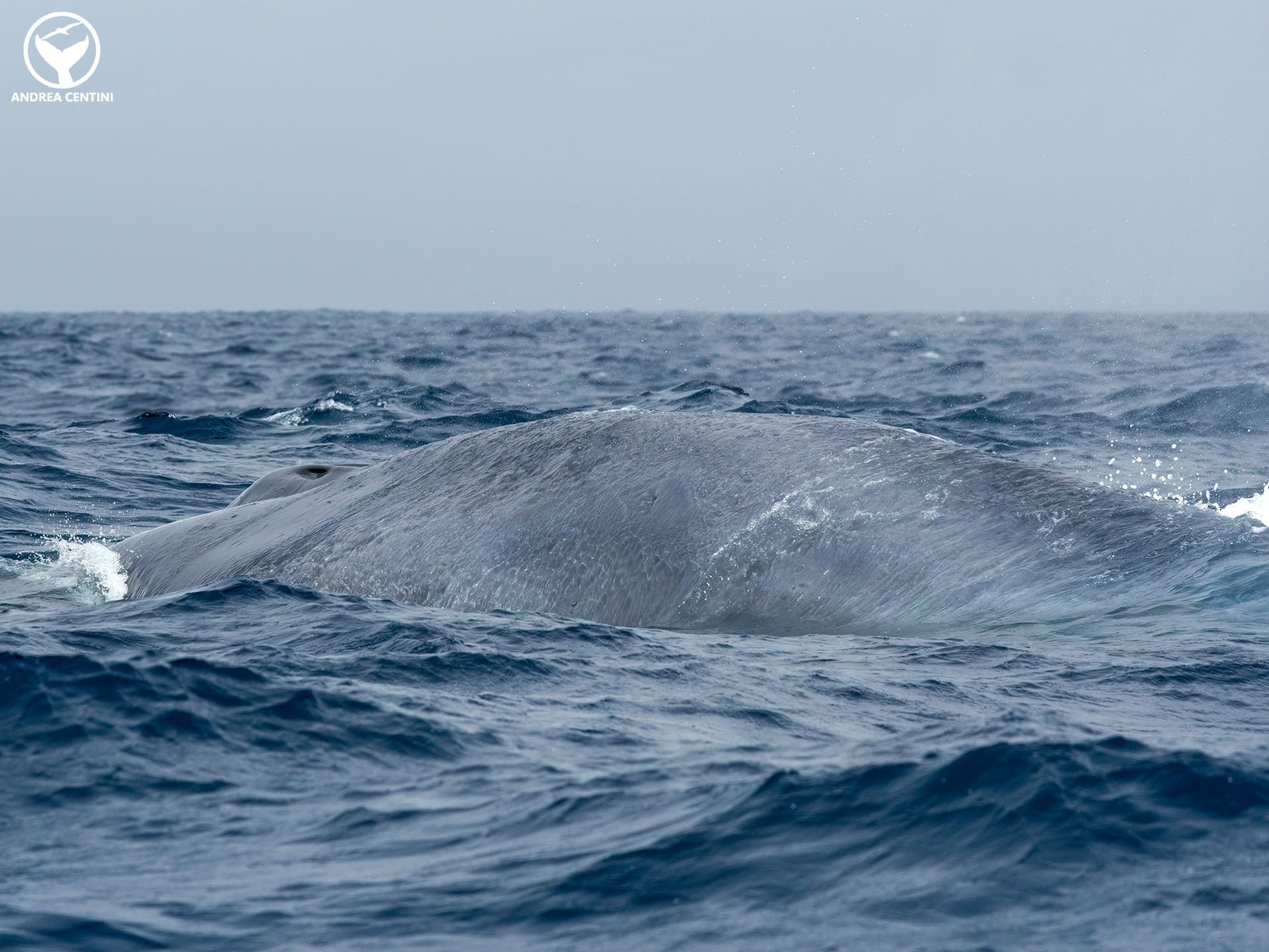 Baleine bleue. Crédit : Andrea Centini