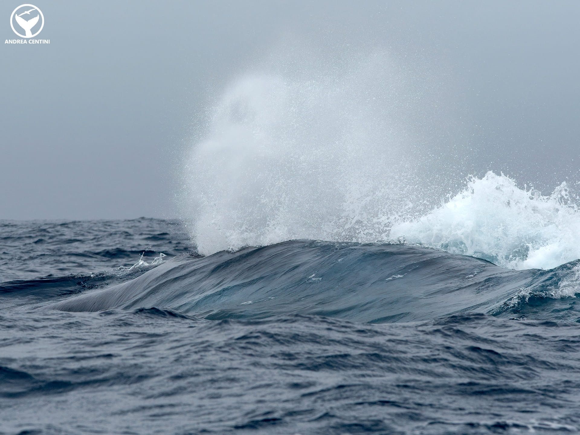 Baleine bleue. Crédit : Andrea Centini