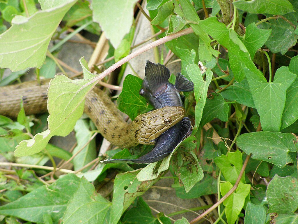 Ces serpents se font passer pour morts en se couvrant d'excréments 3 Une couleuvre tesselée avec un poisson (une blennie) fraîchement capturé. Crédit : Wikipedia