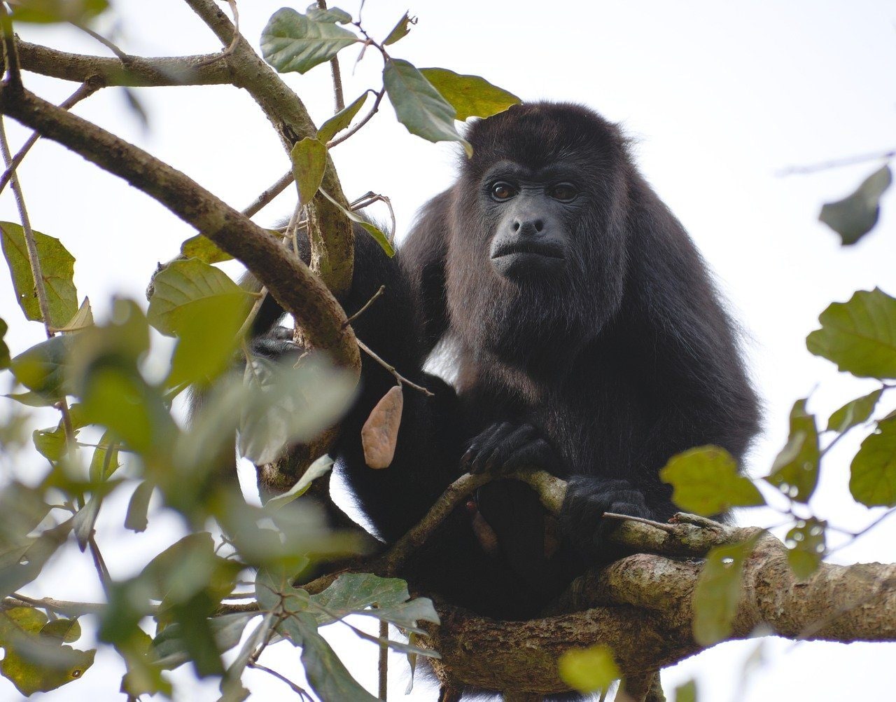 Chaleur extrême et sécheresse déciment les singes hurleurs: "Ils tombent des arbres comme des pommes" 3 Image