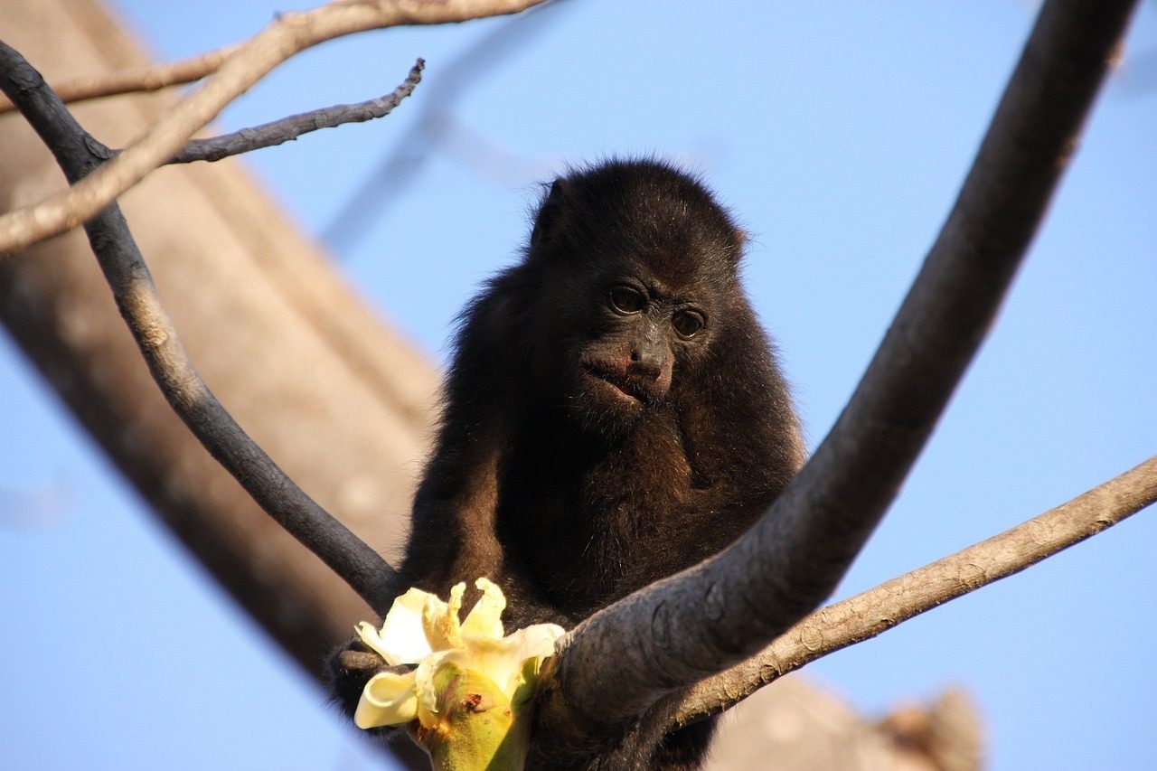 Chaleur extrême et sécheresse déciment les singes hurleurs: "Ils tombent des arbres comme des pommes" 4 Image