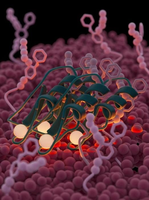Cet antibiotique piège les bactéries comme du velcro et les tue 3 Crédit: Gloria Fuentes