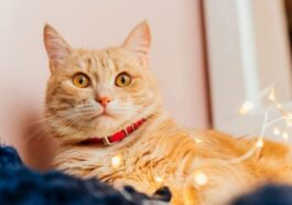 Nous savons actuellement quels sont les chats les plus aimés : les Vikings l'avaient déjà compris 57 Immagine