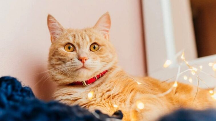 Nous savons actuellement quels sont les chats les plus aimés : les Vikings l'avaient déjà compris 1 Immagine