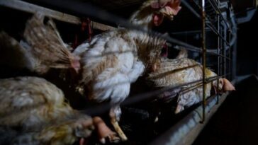 Alerte grippe aviaire, le virus peut être beaucoup plus répandu que ce que nous savons 16 LAV | Aitor Garmendia
