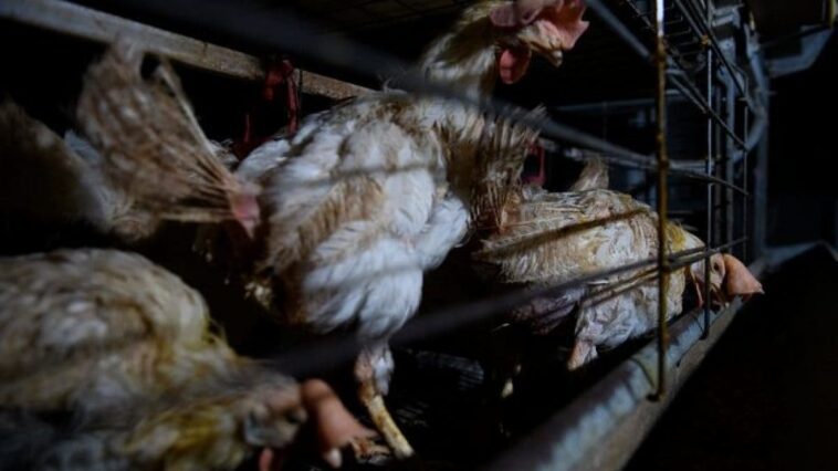 Alerte grippe aviaire, le virus peut être beaucoup plus répandu que ce que nous savons 1 LAV | Aitor Garmendia