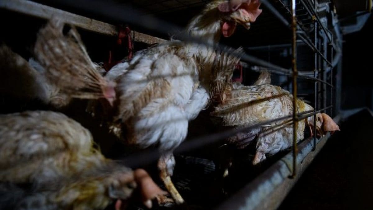 Alerte grippe aviaire, le virus peut être beaucoup plus répandu que ce que nous savons 2 LAV | Aitor Garmendia