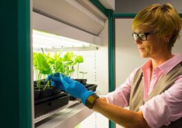 La professeure Nicole F. Steinmetz travaillant sur les plantes de haricot oeil. Crédit: David Baillot/UC San Diego Jacobs School of Engineering