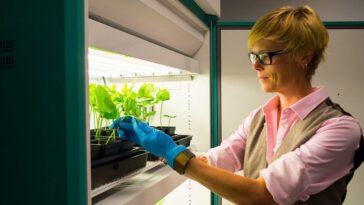 La professeure Nicole F. Steinmetz travaillant sur les plantes de haricot oeil. Crédit: David Baillot/UC San Diego Jacobs School of Engineering