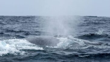 Baleine bleue. Crédit : Andrea Centini