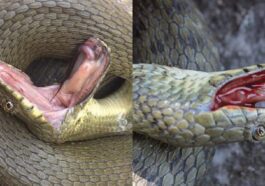 Ces serpents se font passer pour morts en se couvrant d'excréments 13 Credit: Vukašin Bjelica, Ana Golubovic, Biology Letters