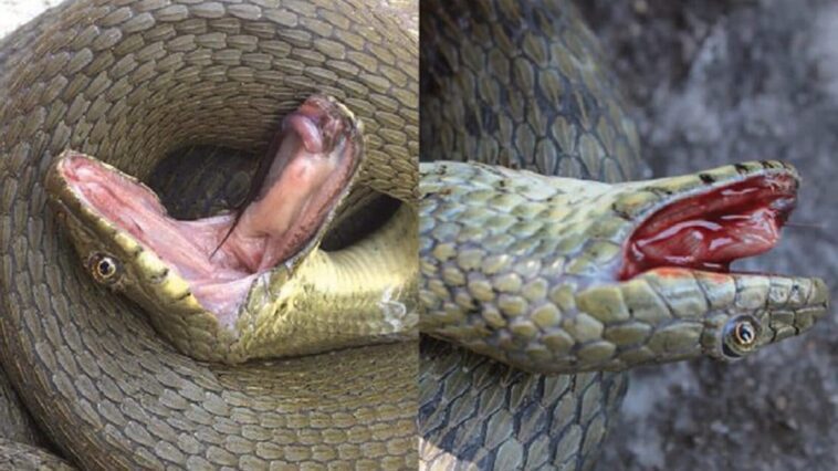 Ces serpents se font passer pour morts en se couvrant d'excréments 1 Credit: Vukašin Bjelica, Ana Golubovic, Biology Letters