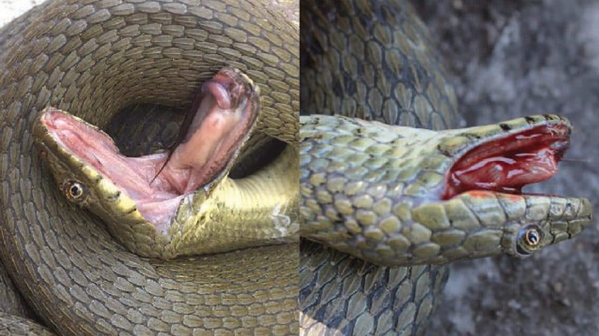 Ces serpents se font passer pour morts en se couvrant d'excréments 2 Crédit : Vukašin Bjelica, Ana Golubovic, Biology Letters