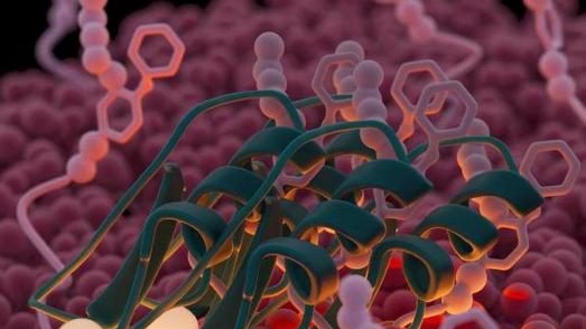 Cet antibiotique piège les bactéries comme du velcro et les tue 2 Crédit: Gloria Fuentes