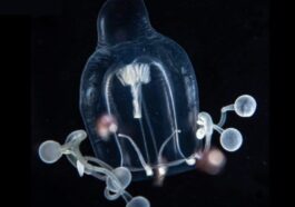 REVEU SUISSE DE ZOOLOGIE | Photo de l'article "Additional observations on hydromedusae during night dives in the Gulf Stream" de Peter Schuchert et Richard Collins