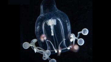 Cette méduse était restée cachée de l'homme jusqu'à aujourd'hui: la découverte de deux chercheurs 9 REVEU SUISSE DE ZOOLOGIE | Photo de l'article "Additional observations on hydromedusae during night dives in the Gulf Stream" de Peter Schuchert et Richard Collins
