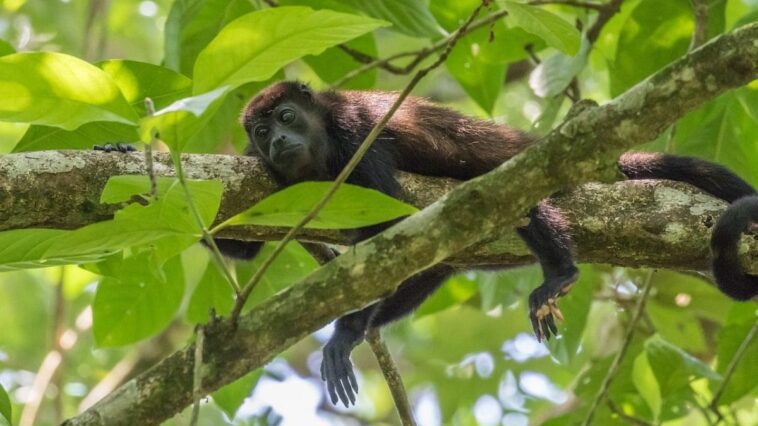 Chaleur extrême et sécheresse déciment les singes hurleurs: "Ils tombent des arbres comme des pommes" 1 Image
