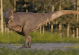Reconstruction de la nouvelle espèce de dinosaure. Crédit : Gabriel Díaz Yantén / Dinopedia