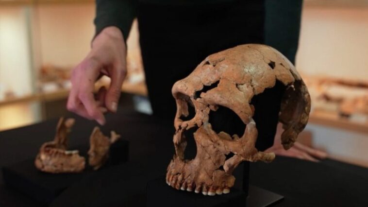 le vrai visage d'une femme néandertalienne de 75 000 ans dévoilé : la reconstruction 3D 1 Image