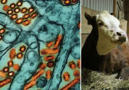 Les CDC signalent le deuxième cas humain de grippe aviaire aux États-Unis: sur la photo, à gauche: particules du virus de la grippe aviaire H5N1, en orange / Crédit: NIAD