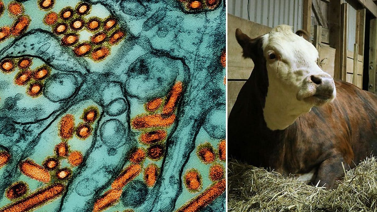 Grippe aviaire, deuxième cas humain aux États-Unis: "Infecté par des vaches laitières, présente des symptômes légers" 2 Les CDC signalent le deuxième cas humain de grippe aviaire aux États-Unis: sur la photo, à gauche: particules du virus de la grippe aviaire H5N1, en orange / Crédit: NIAD