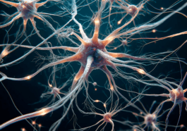 Ils ont réussi à cartographier le cerveau en 3D. C'est un bond quantique énorme grâce à Google et Harvard