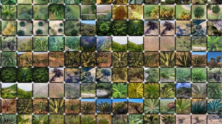 La plante la plus solitaire au monde cherche un partenaire: désormais l'intelligence artificielle peut le trouver 1 C-LAB | Le jeu de données utilisé pour entraîner l'IA à reconnaître l'Encephalatros woodii