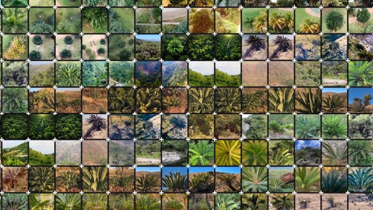 La plante la plus solitaire au monde cherche un partenaire: désormais l'intelligence artificielle peut le trouver 2 C-LAB | Le jeu de données utilisé pour entraîner l'IA à reconnaître l'Encephalatros woodii