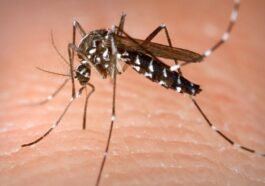 L'alerte de l'OMS : "Risque d'infections de la Dengue en Europe, attention à partir de juin" 74 Immagine