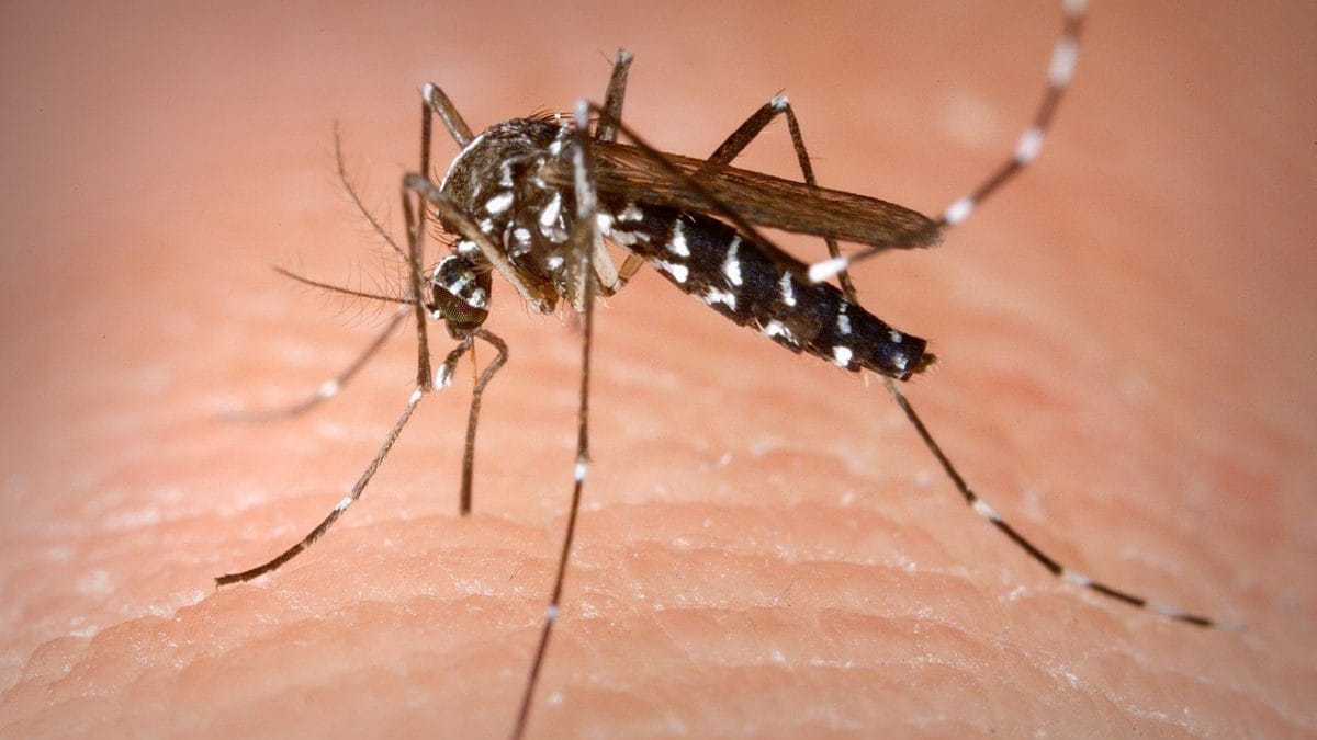 L'alerte de l'OMS : "Risque d'infections de la Dengue en Europe, attention à partir de juin" 2 Immagine