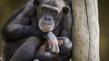 Una mamma scimpanzé col suo piccolo