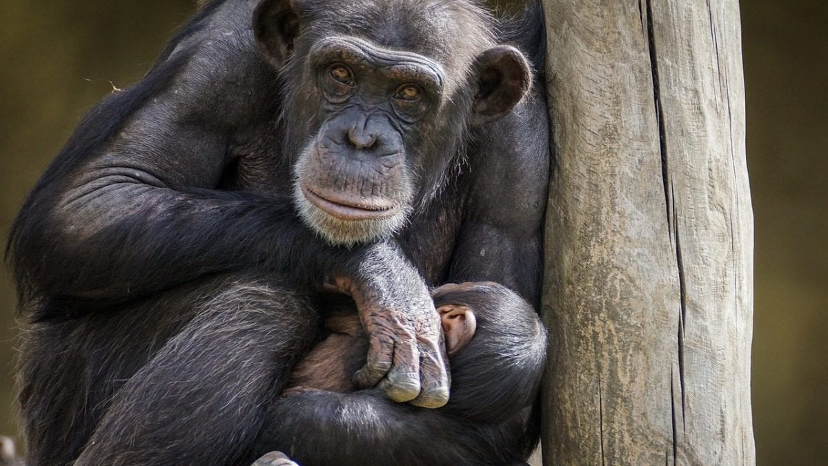 Le "deuil" de Natalia, maman chimpanzé : elle ne quitte pas le corps de son fils mort depuis trois mois 2 Una mamma scimpanzé col suo piccolo