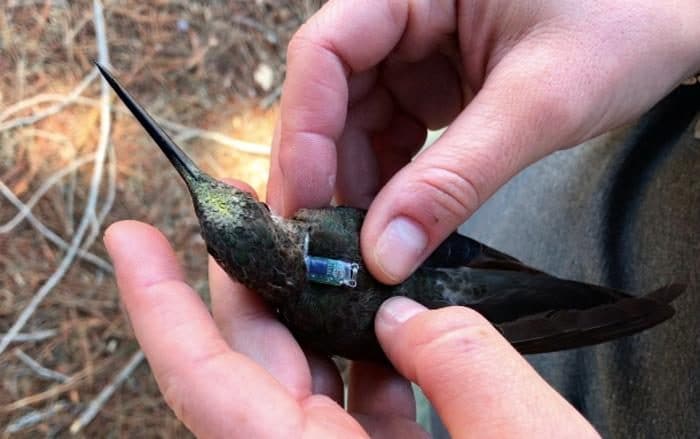 Le mystère du colibri géant résolu grâce à de petits sacs à dos 3 Un colibri géant avec un sac à dos de localisation / Crédit: Chris Witt
