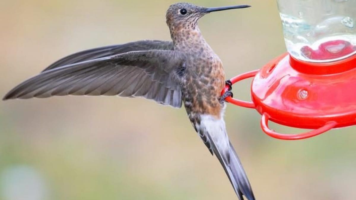 Le mystère du colibri géant résolu grâce à de petits sacs à dos 2 Le colibri géant s'est toujours distingué par sa taille, mais il a maintenant été découvert qu'il existe deux espèces, dont l'une effectue une migration extraordinaire / Crédit: Xiaoni Xu | Macaulay Library | Cornell Lab of Ornithology