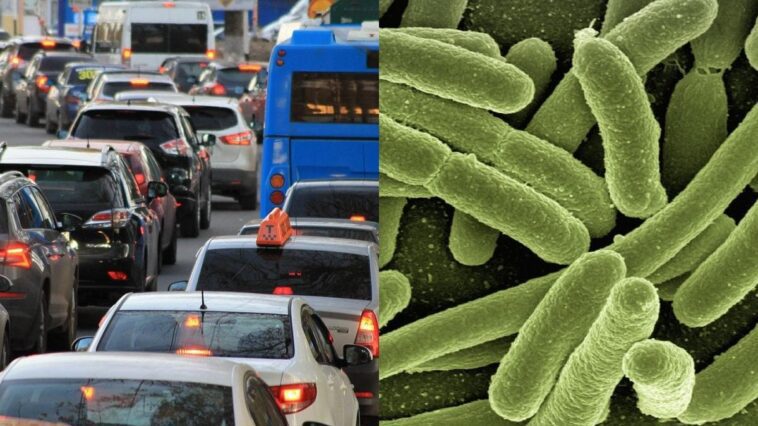 Le secret de la circulation routière révélé par une étude: elle se déplace comme une colonie de bactéries 1 Image