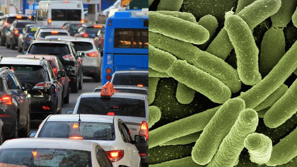 Le secret de la circulation routière révélé par une étude: elle se déplace comme une colonie de bactéries 2 Image