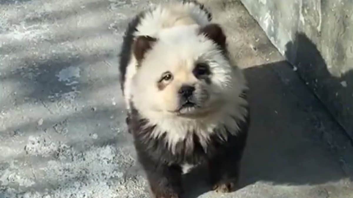 Le zoo prétend avoir deux bébés pandas mais ce ne sont que des animaux maquillés: la vidéo de l'escroquerie 2 Image